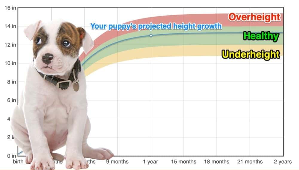 american-bulldog-height-growth-chart-how-tall-will-my-american